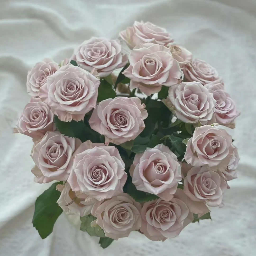 【龙洋花卉】精选品质 曼塔玫瑰15+5支防损鲜花任意2单包邮