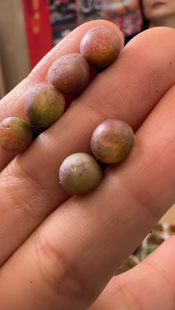 【闪购商品】23-5小粉sp一颗