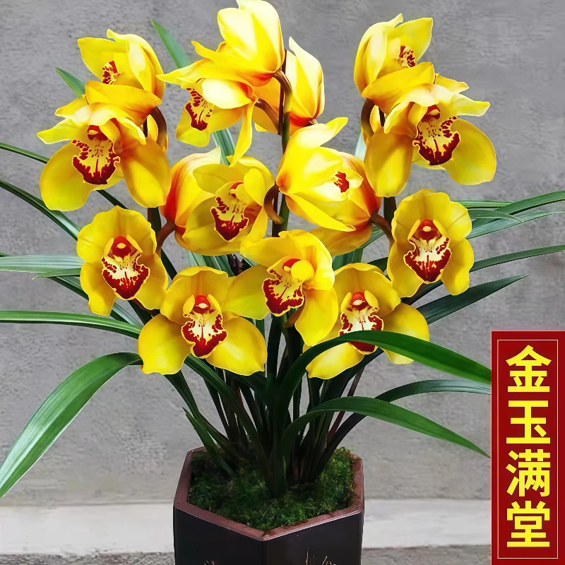 金玉满堂兰花苗建兰室内绿植花卉盆栽墨兰春兰四季兰易养护