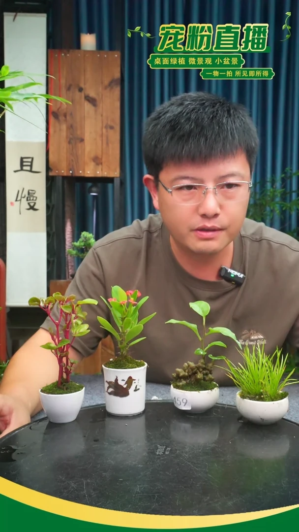 无花朵宇****p苔藓微景观459号