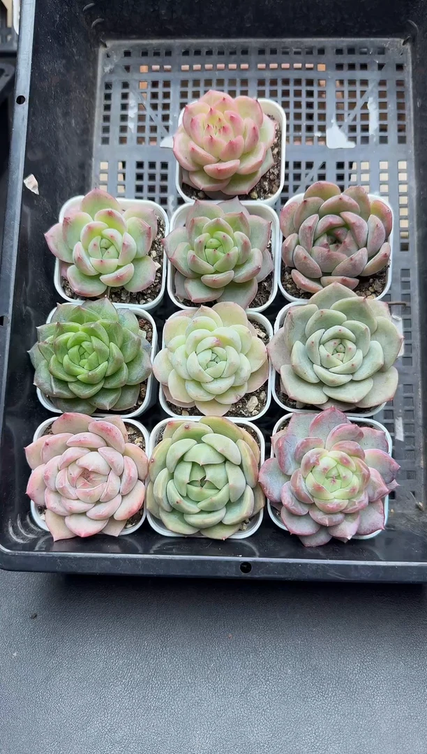 珍妮杂交多肉C07