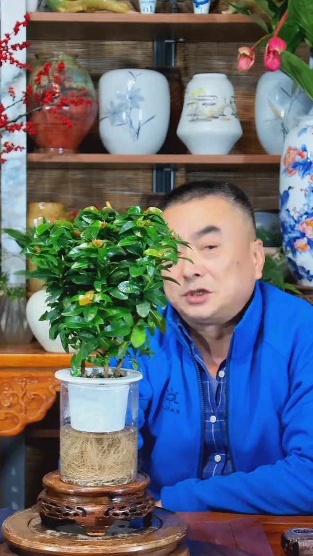 全部花苞湖***色水之韵水培龙船花