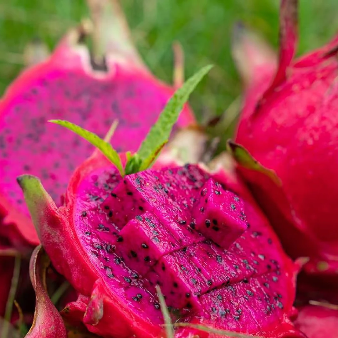 金都一号火龙果树苗当年结果四季盆栽种植好养活