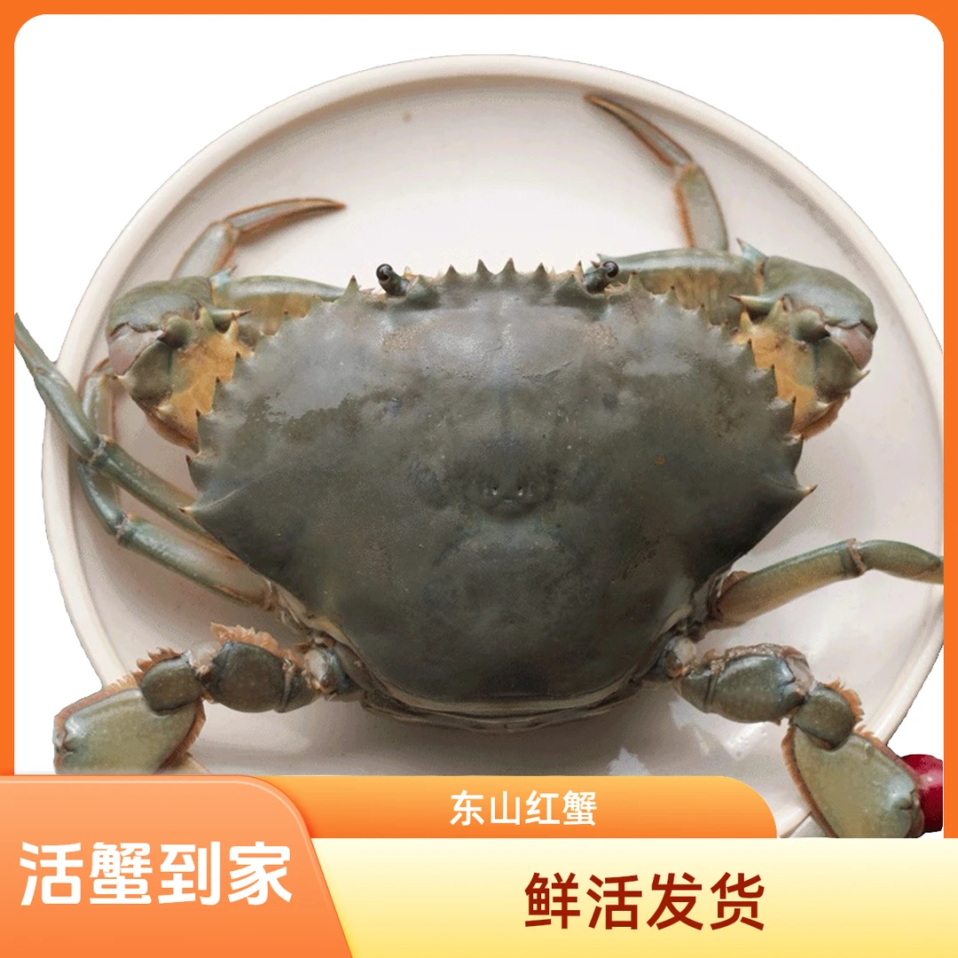 福建东山岛红膏蟹青蟹海鲜红鲟6-7两/只有膏有黄顺丰鲜活到家