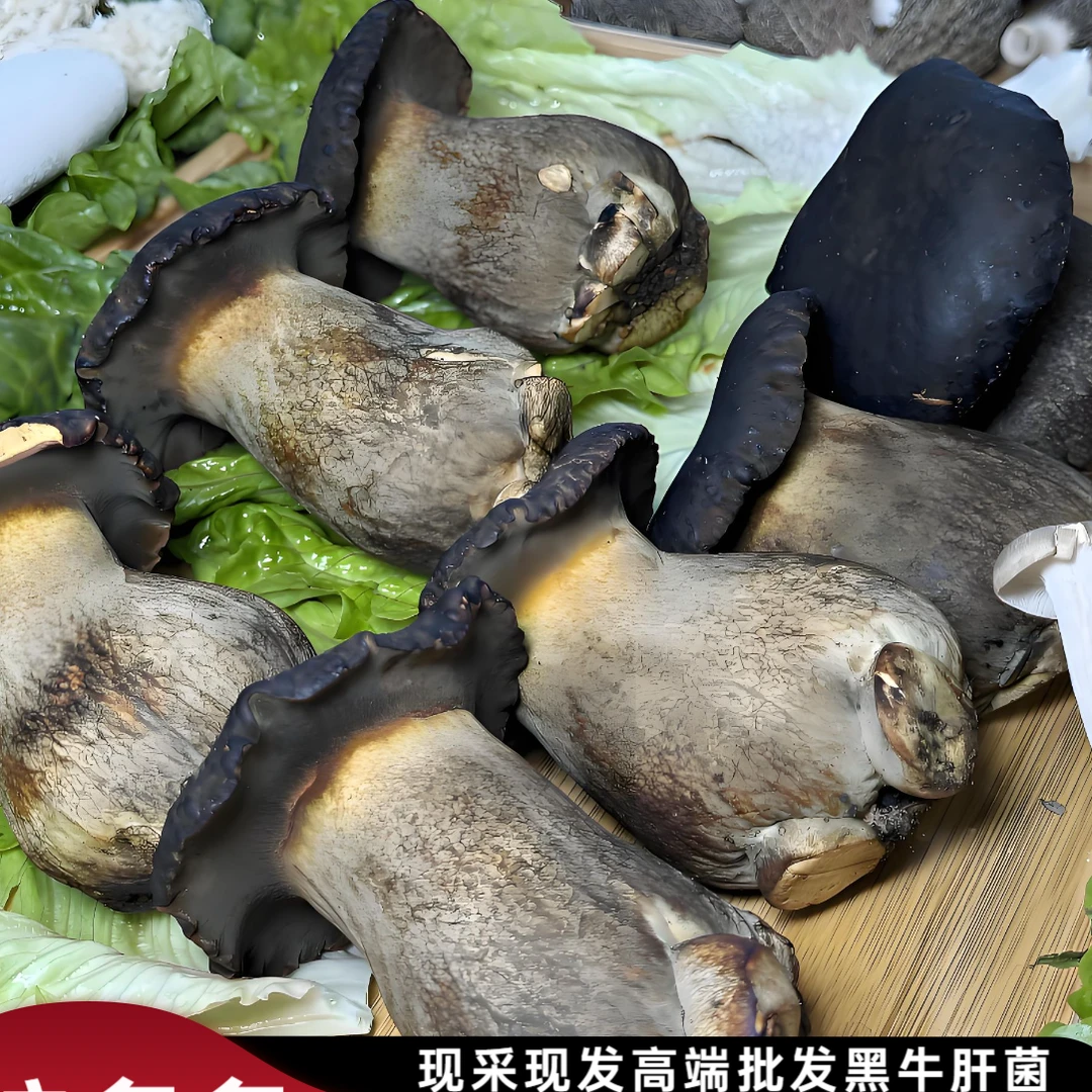新鲜现采现发新鲜云南牛肝菌菌子菌云南牛肝菌菌云南牛肝菌野生