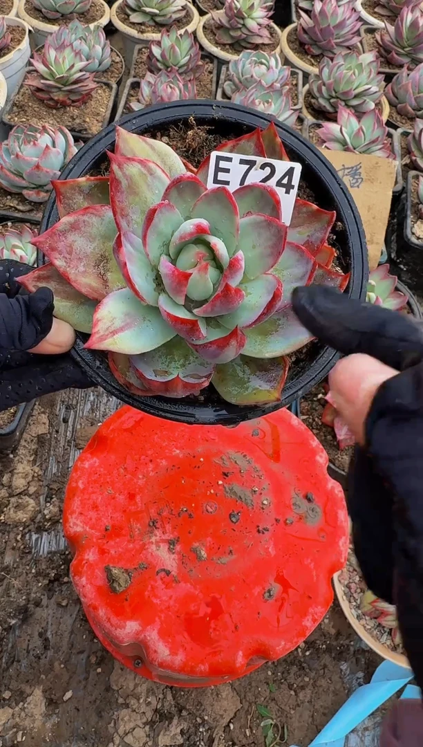 E 724惊鸿仙子----（微瑕）