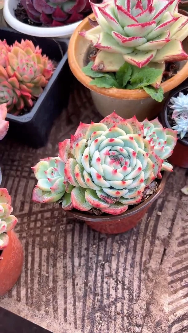 静*?多肉植物一物一拍18236