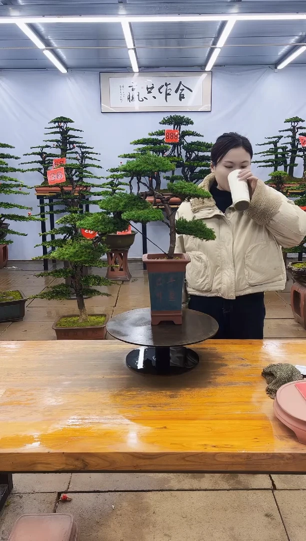 【闪购商品】高端盆景一物一拍，所见即所得