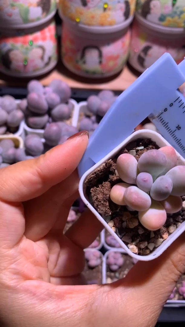 小泡芙奶酪，满28包邮 不满发一个叶片到付