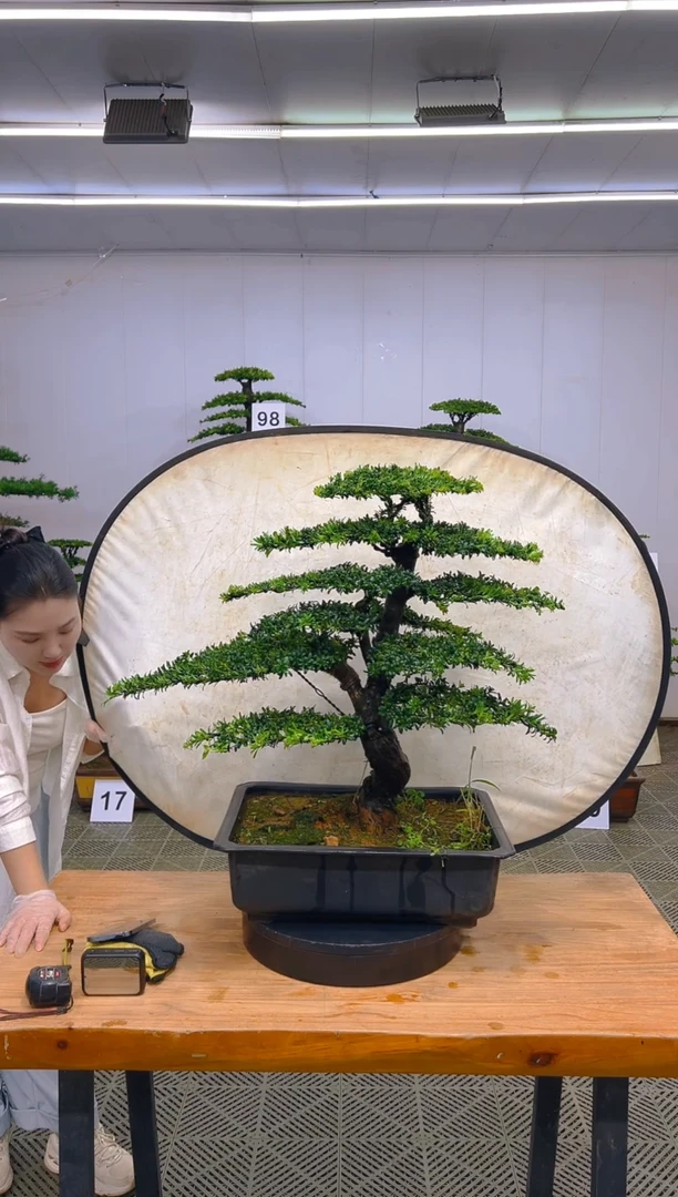 无花朵一物一拍一物一拍