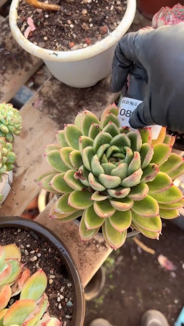 g****9阿迷洲多肉花卉08304