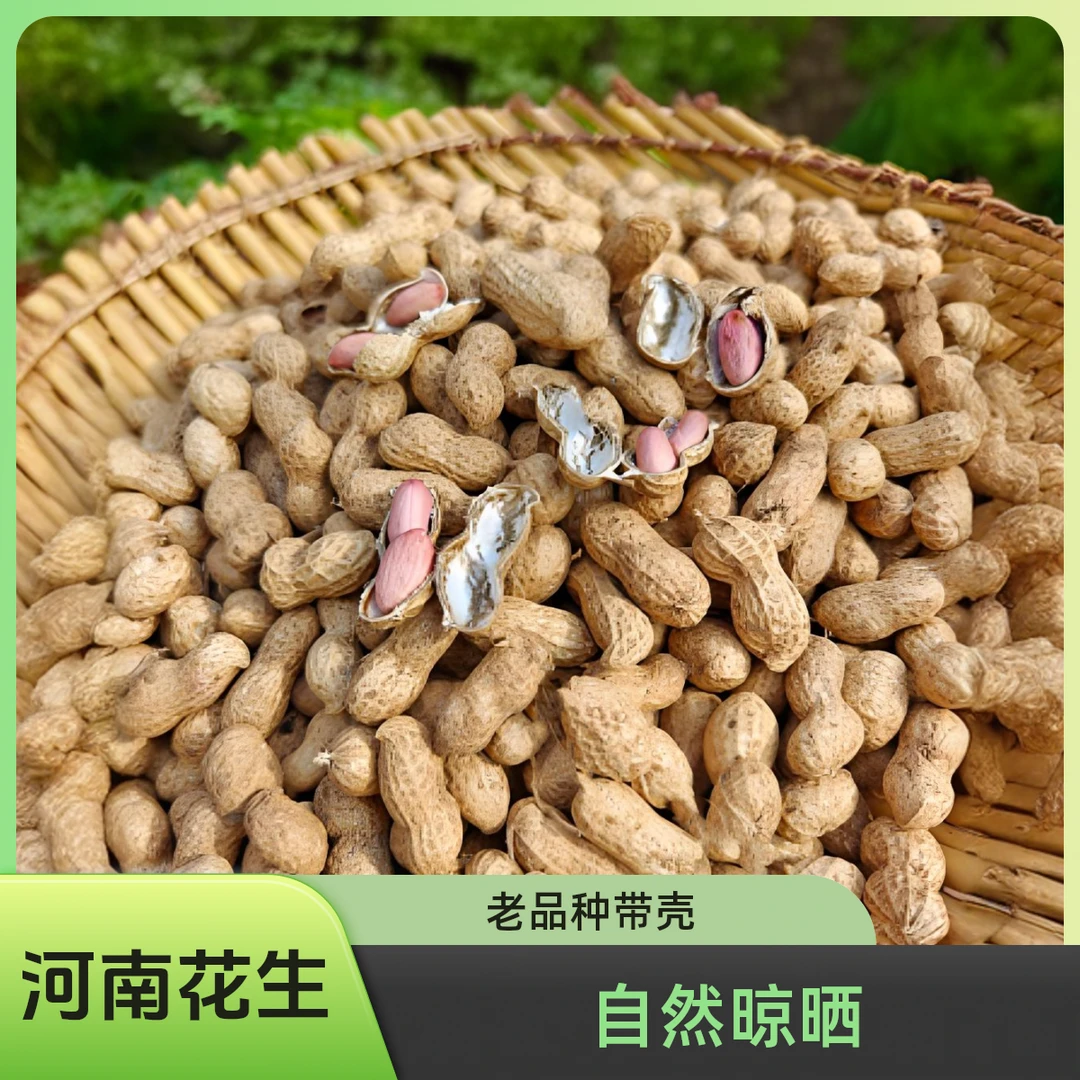 （新干花生）2024河南秋季沙土地自然晾晒种子老品种带壳生花生