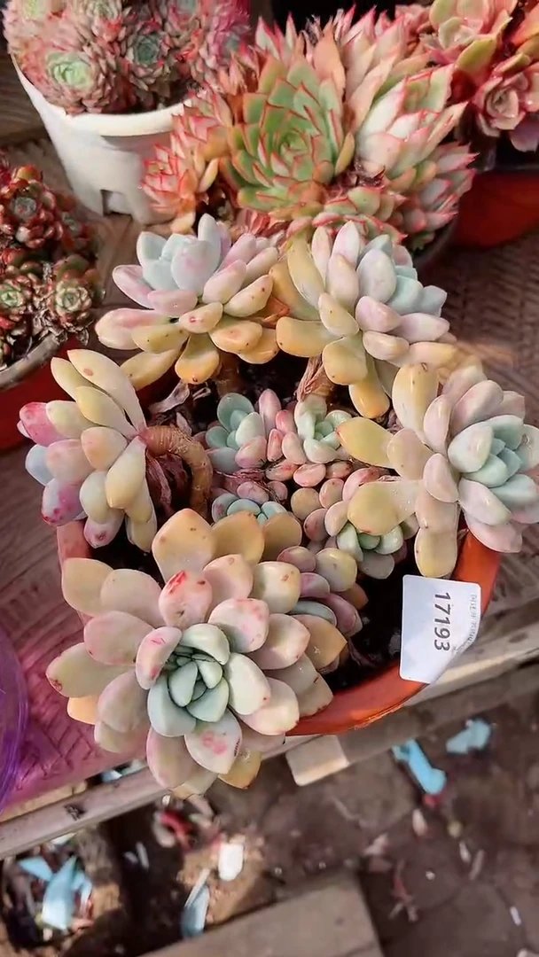 【闪购商品】17193