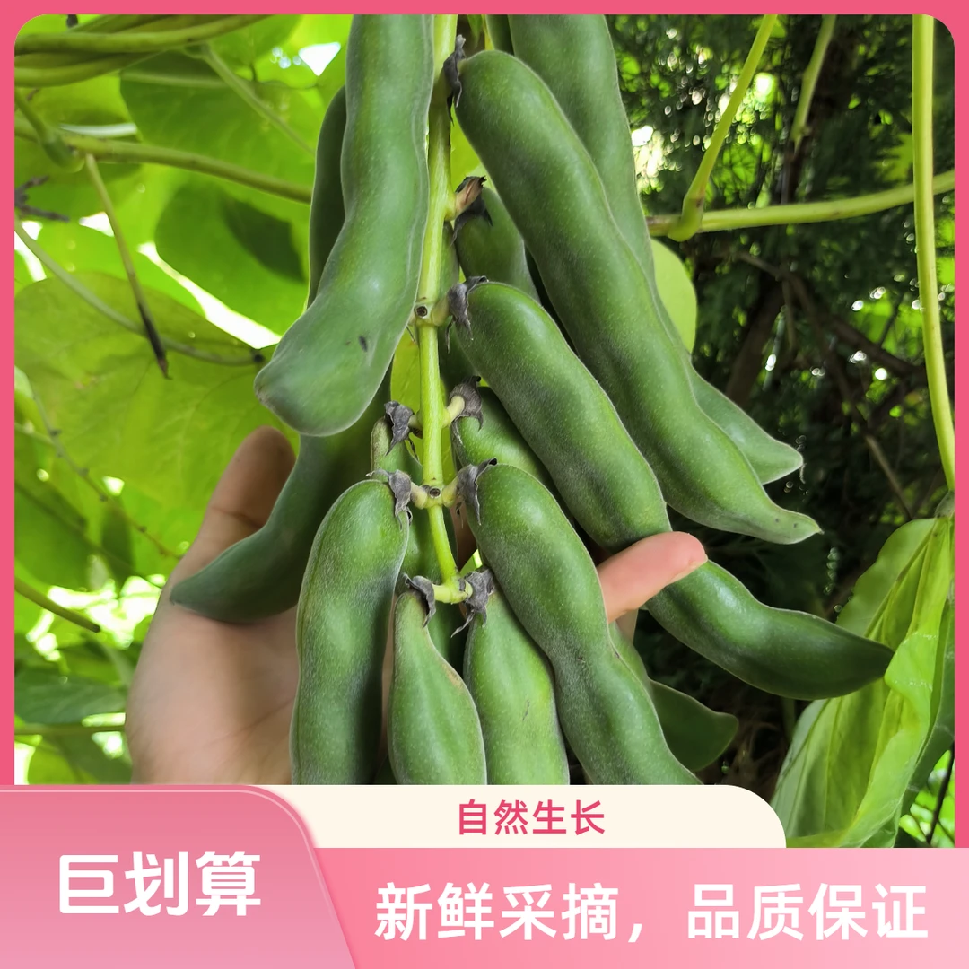 应季蔬菜新鲜狗儿豆猫爪豆龙爪豆藜豆狸豆虎豆猫豆龙爪藜豆现摘