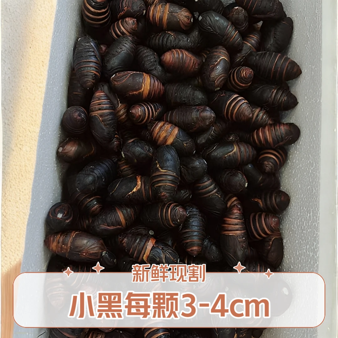 包邮西丰柞蚕新鲜茧蛹小黑（3-4cm）/粒补充蛋白绿色低脂鲜活原产地