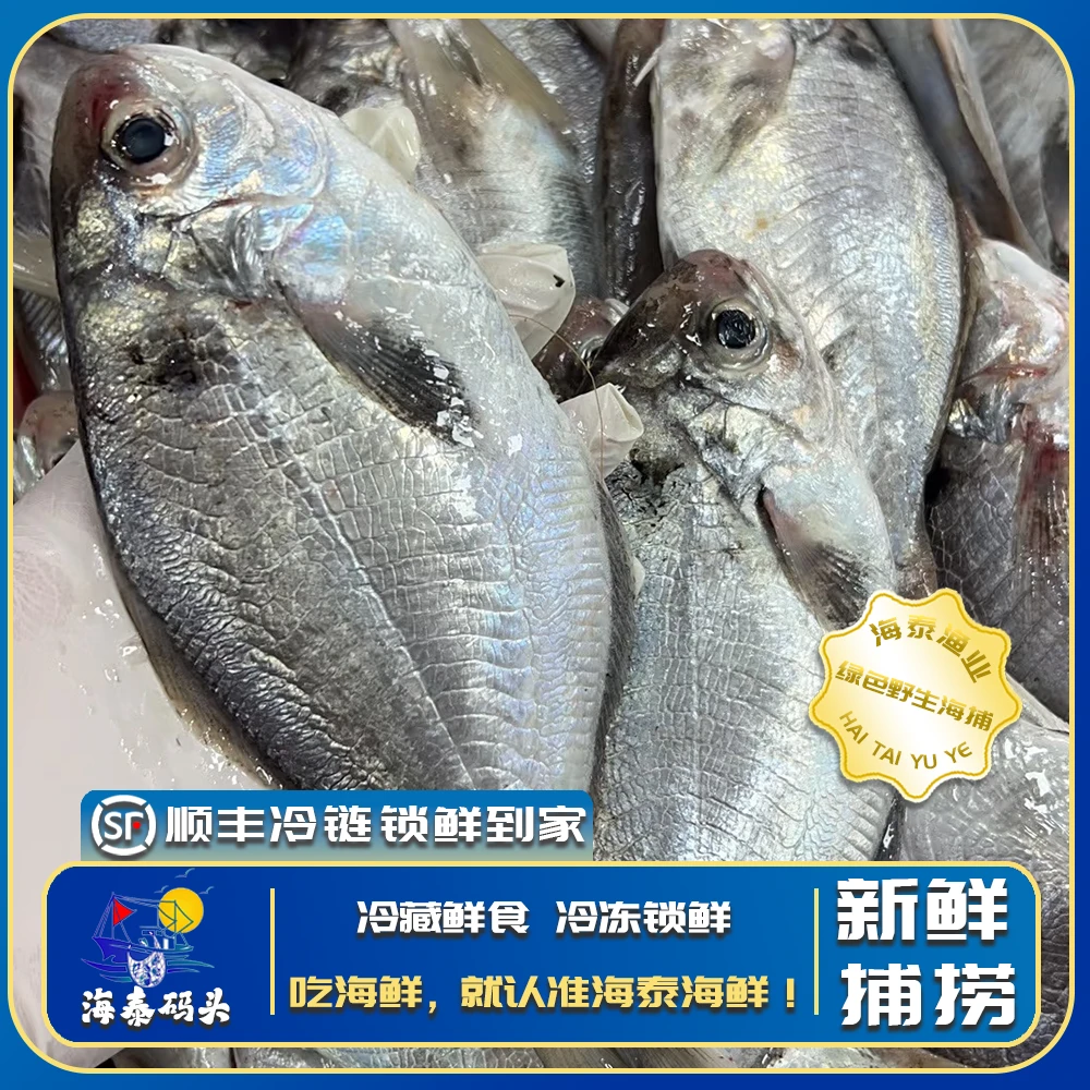 【南鲳鱼】源自野生深海捕捞鲜活速冻冷链锁鲜直达冷链到家