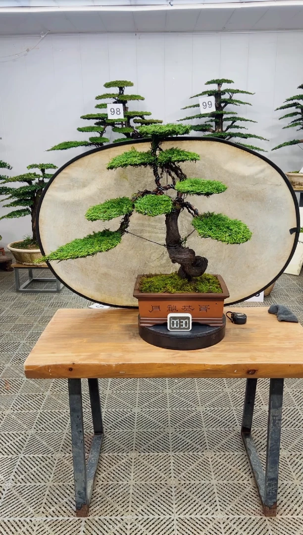 无花朵造型盆景一物一拍