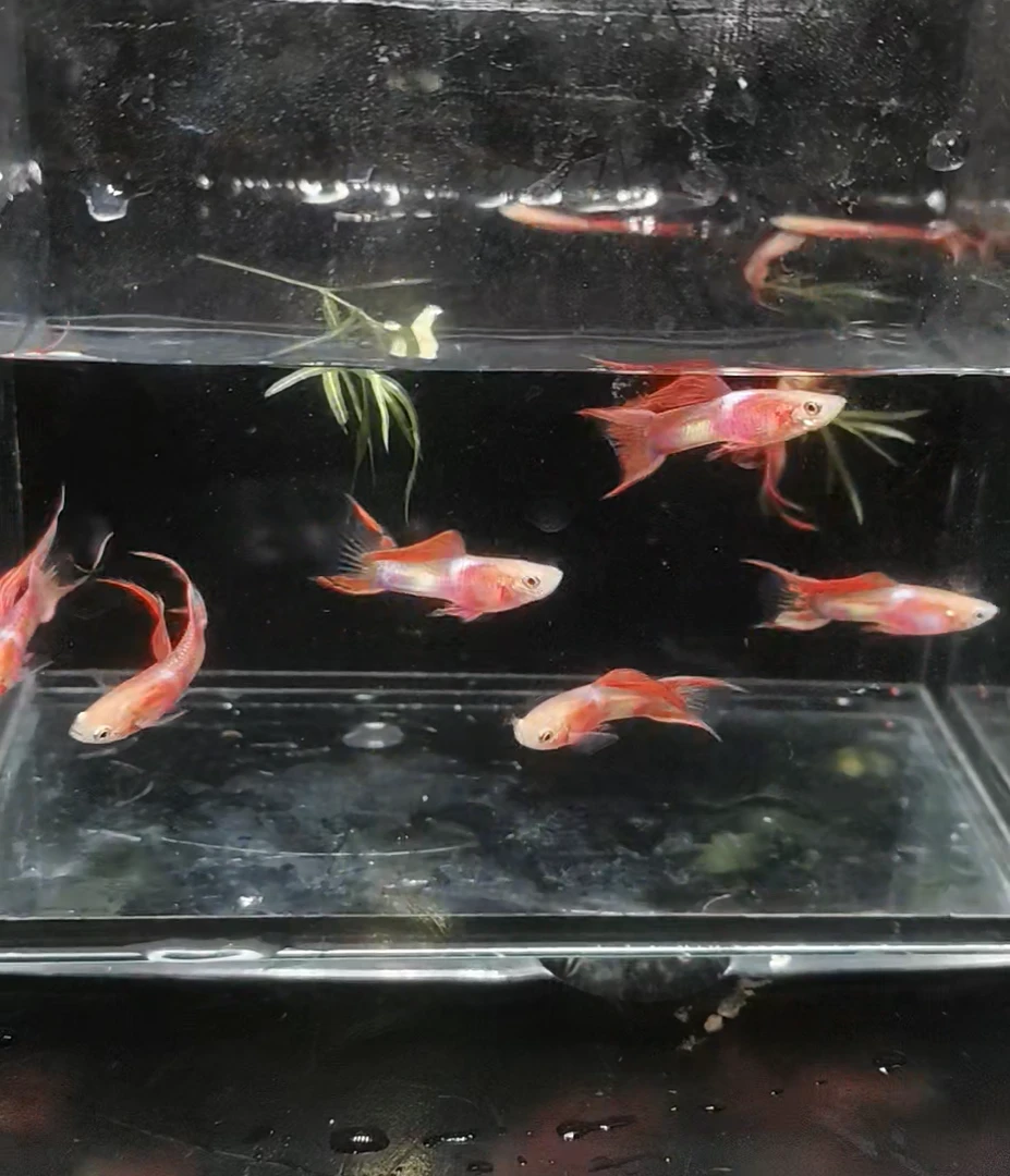 精品霓虹双剑孔雀鱼