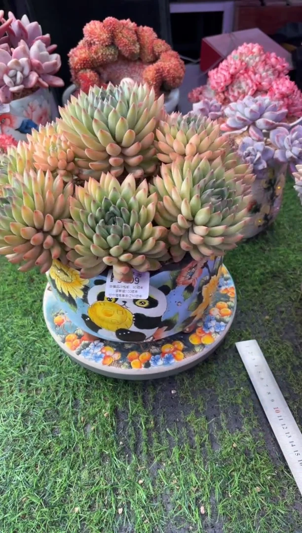 晓****池昆明印象多肉3781漫漫雪