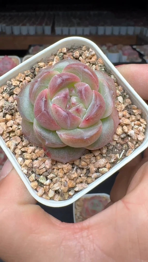 【闪购商品】884A物拍多肉带盆土6.5杯拍3颗包柚