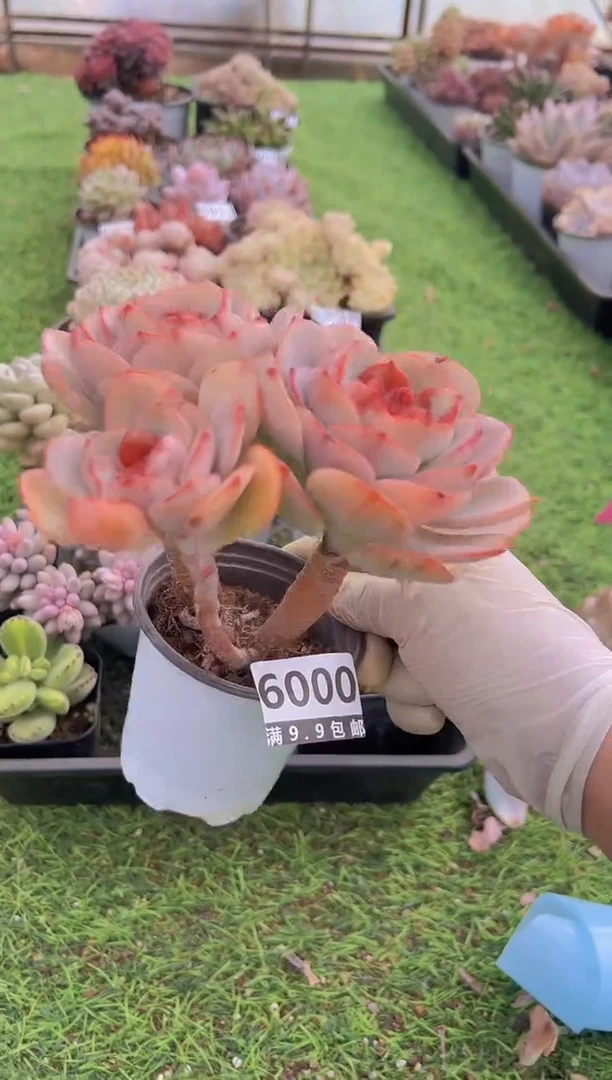 【闪购商品】信福多肉一物一拍