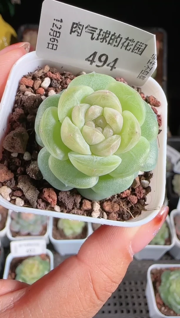 1206-494星月多肉群生不包整