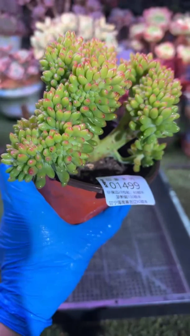 【闪购商品】01499