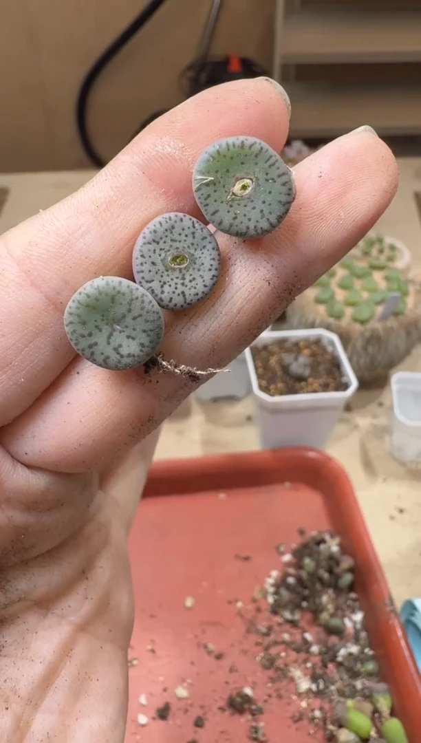 18-507多肉植物肉锥