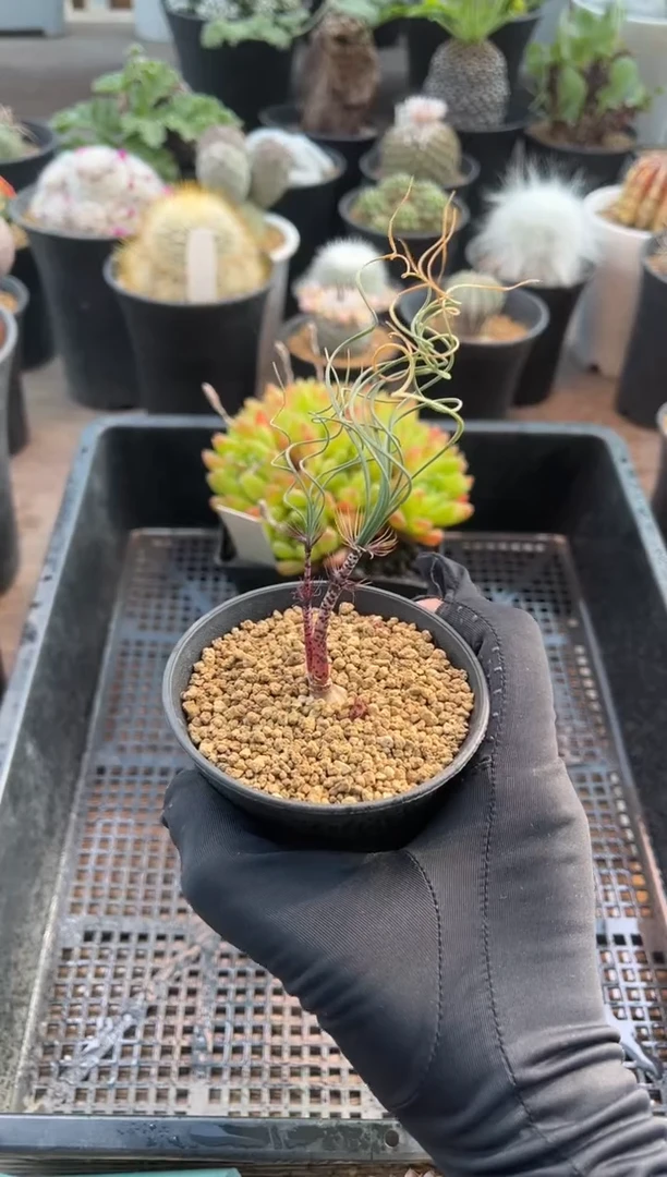 【闪购商品】专拍豹纹弹带盆
