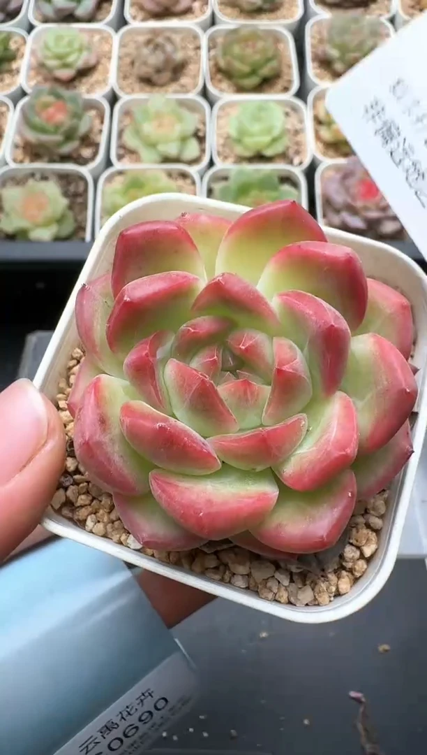 689C云禹多肉植物 带盆土纸巾打包 3颗包邮