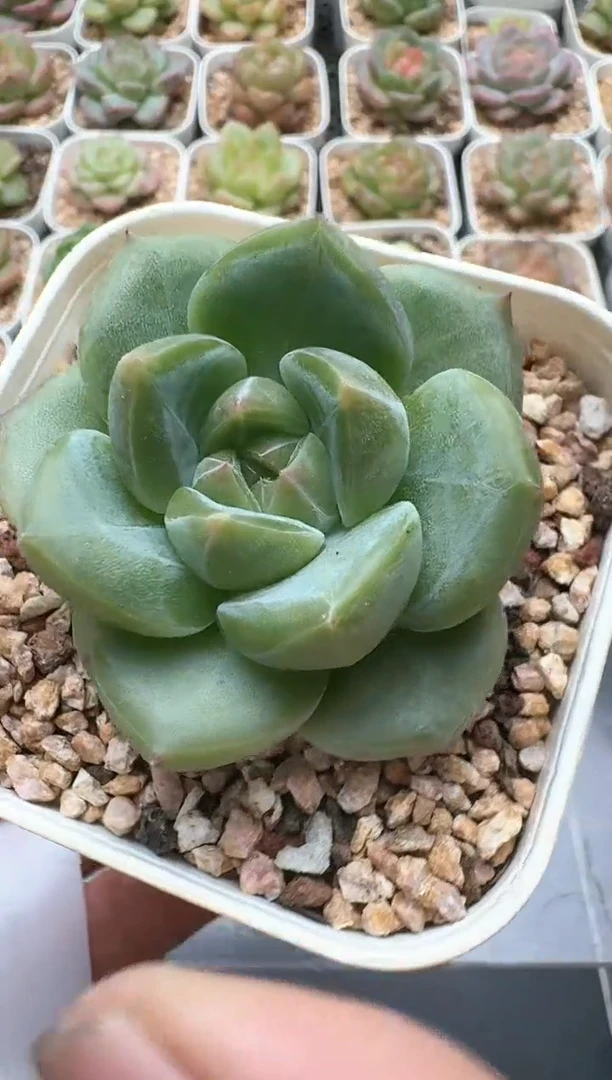 030E云禹多肉植物 带盆土纸巾打包 3颗包邮
