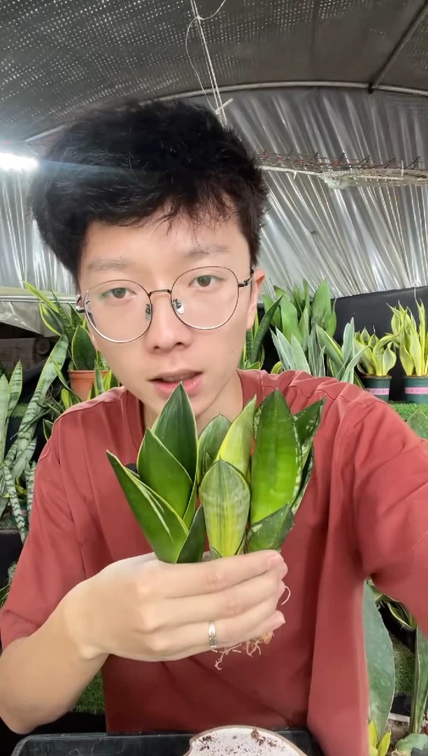 金丝兰+黑荷花+迷你星空（裸根）9.9