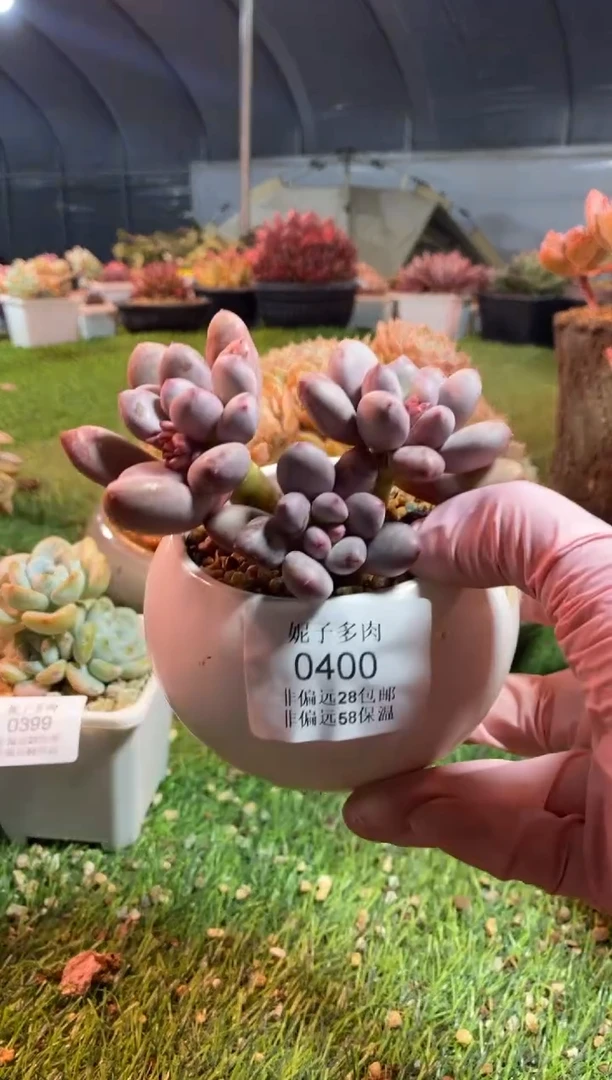 【闪购商品】0400a