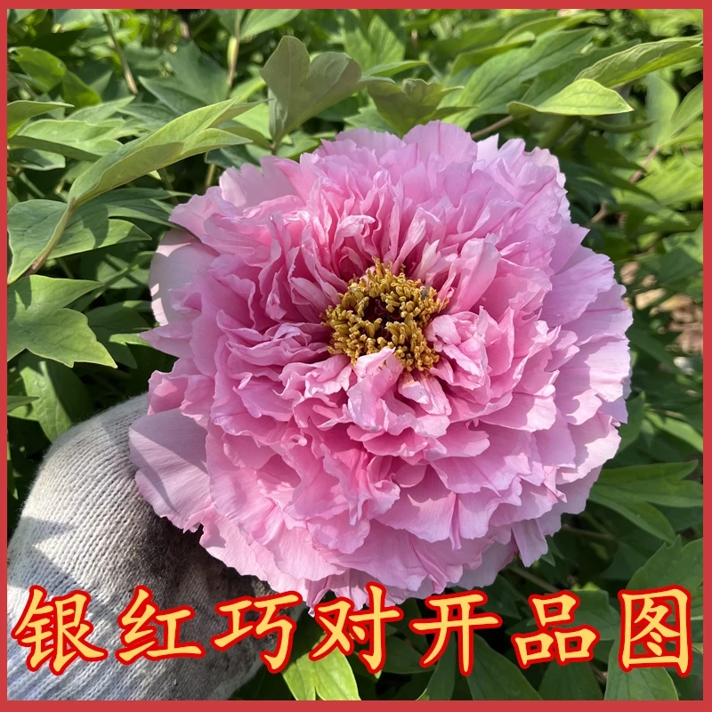 【银红巧对牡丹】洛阳牡丹裸根现挖苗洛阳发货新鲜易成活