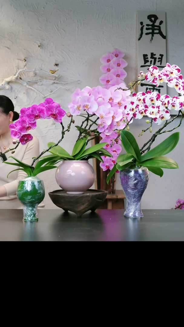 完全开放1754蝴蝶兰专拍