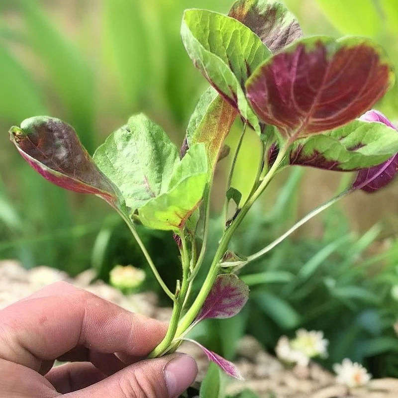 苏北新鲜农家红苋菜 露天种植苋菜 汉菜 野菜 时令蔬菜现摘红米苋
