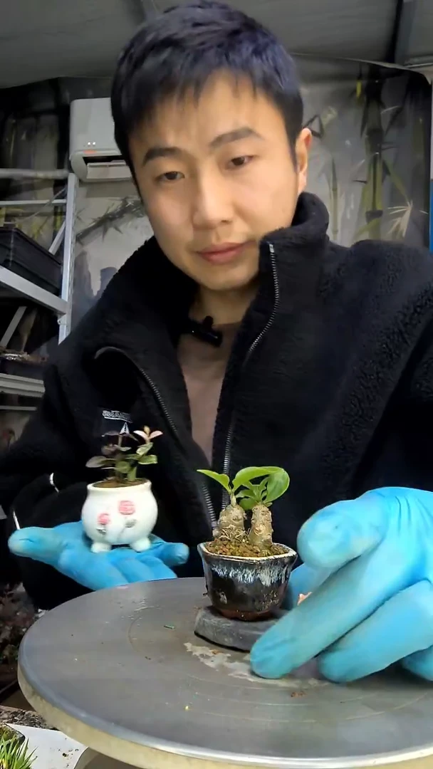 喵***ʚ中青园艺一物一拍花416