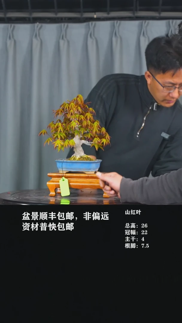 【闪购商品】-山红叶-Z91