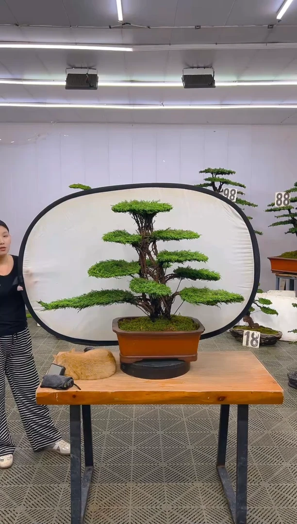 无花朵济州真柏盆景.....