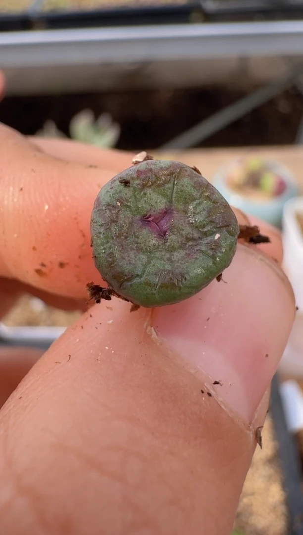 【闪购商品】9--94