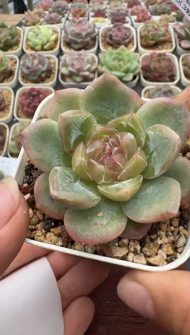324N带盆土发(6.5cm杯） 当场拍3颗以上包柚 多肉植物 一物一拍