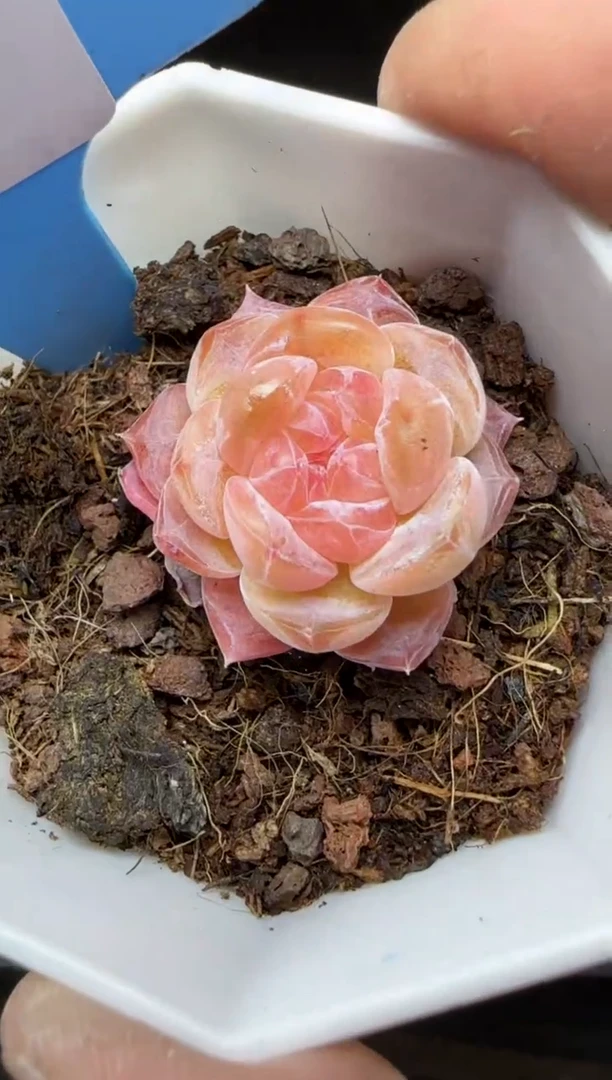 【闪购商品】一物一拍0223—30