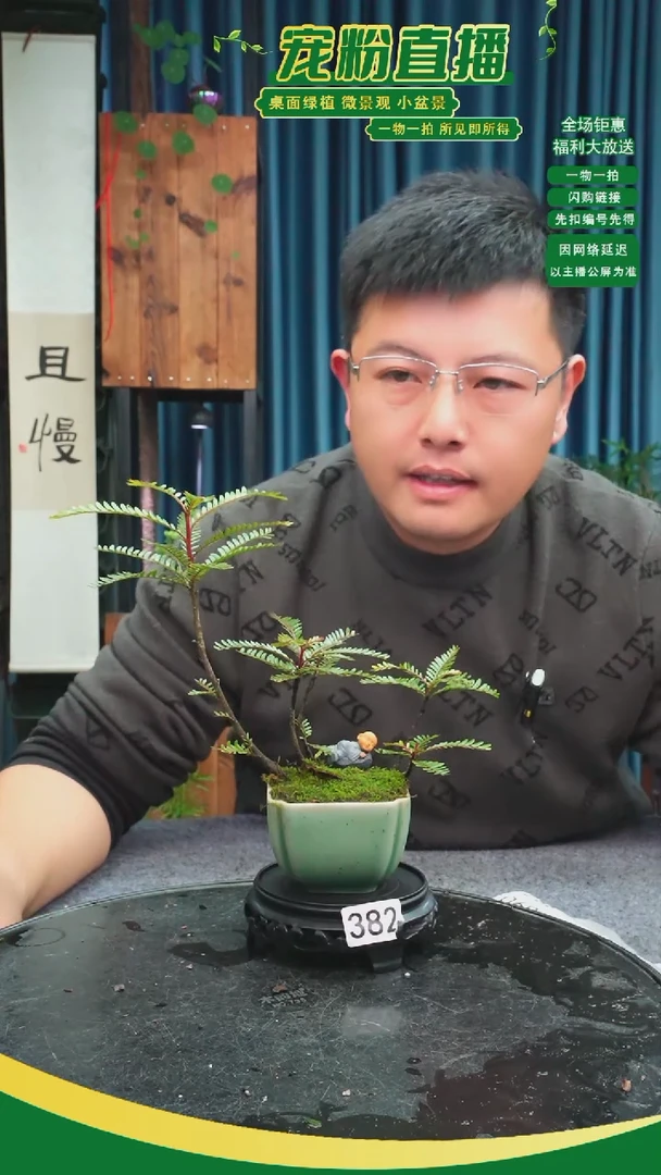 无花朵梧*雨苔藓微景观382号