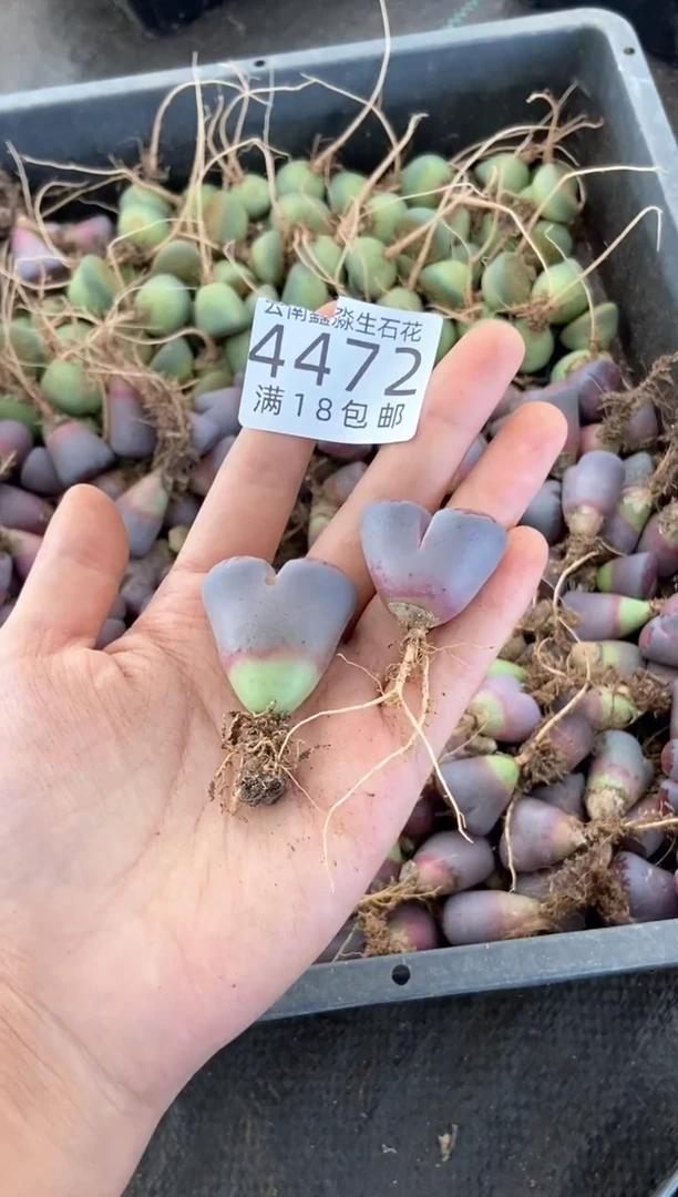 4472特价紫色混合有瑕疵发货1颗量拍