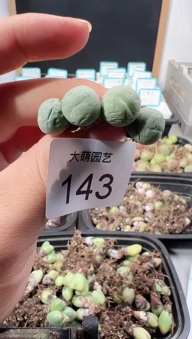 【闪购商品】++++143