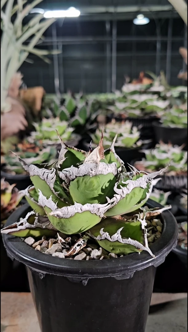 狼人-亚成(直播竞拍/基因保证/非组培)