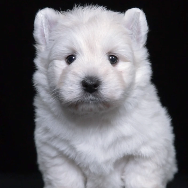 宝贝它芯片3461西高地白梗幼犬纯种宠物狗活体尾款成交链接