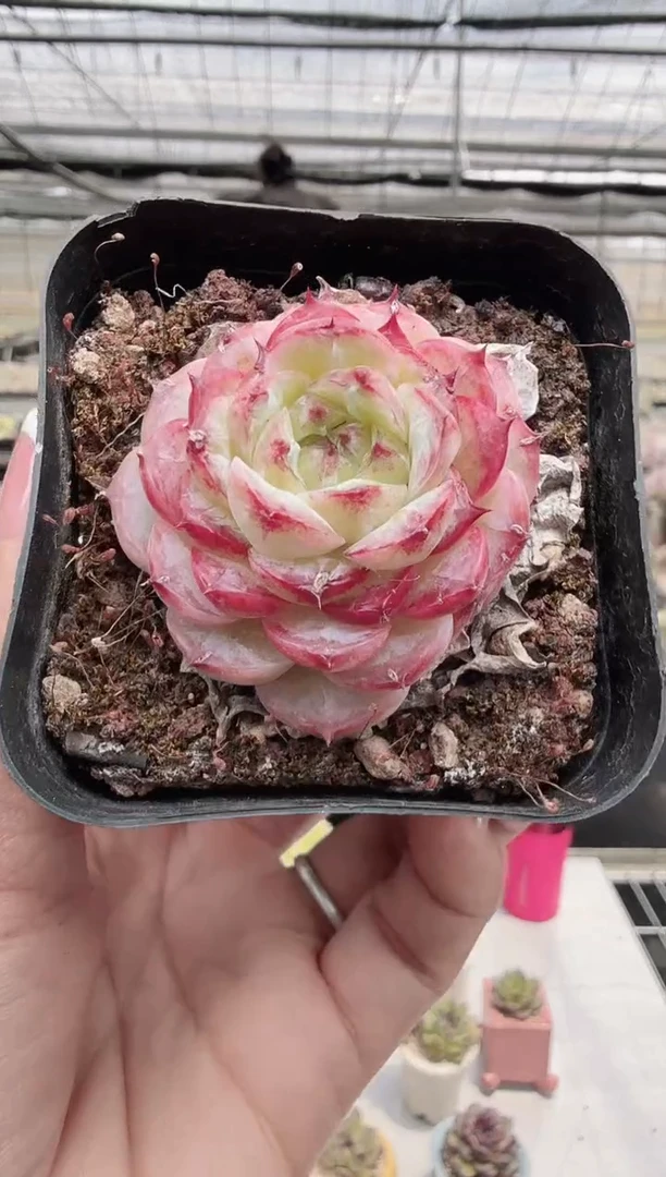 东云多肉园新款-155