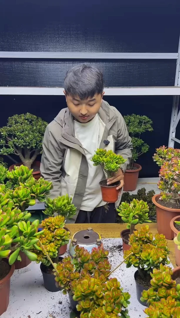 独颗招财猫带盆土发货新手好养