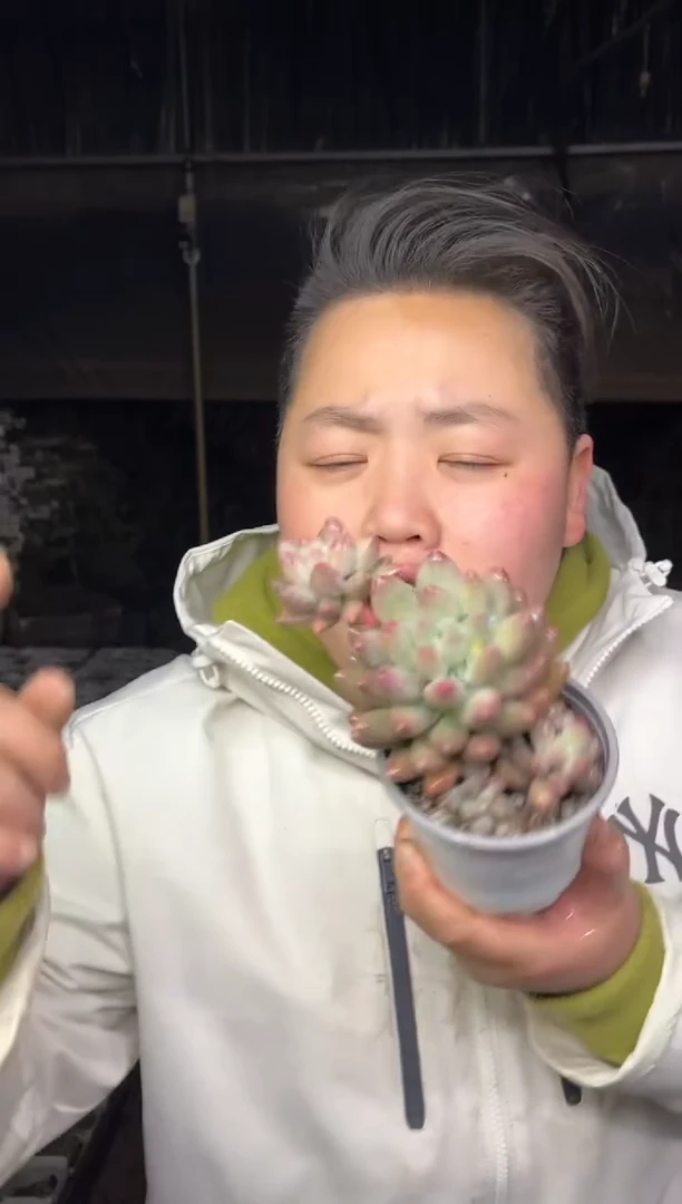 【闪购商品】45-双头起萝莉奶带盆土6.8